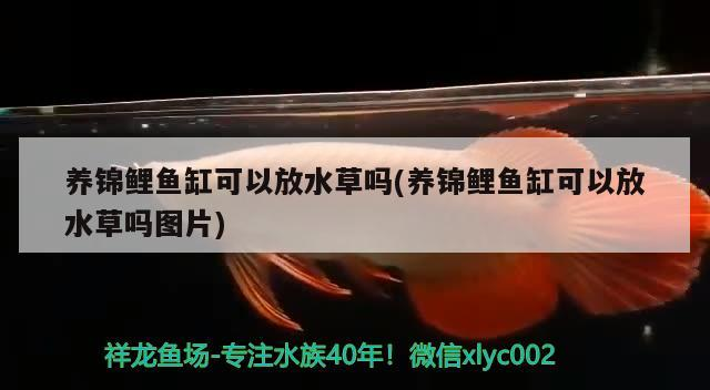 南昌龍魚祥龍魚場怎么樣（祥龍漁場的龍魚怎樣） 南昌龍魚祥龍魚場怎么樣（祥龍漁場的龍魚怎樣） vs祥龍魚場