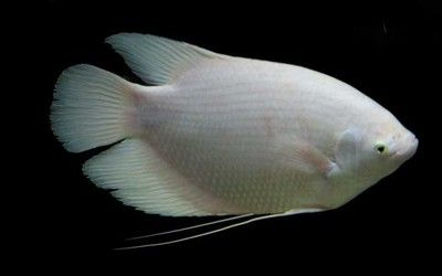 福魟魟魚適宜的飼料選擇，福[需手動填充][需手動填充]魚的飼料選擇應當綜合考慮人工飼料和活餌的優點
