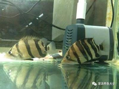虎魚吧 百度貼吧論壇：虎魚吧百度貼吧論壇：虎魚的飼養注意事項和注意事項