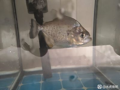 虎魚吧 百度貼吧論壇：虎魚吧百度貼吧論壇：虎魚的飼養注意事項和注意事項