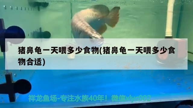 紅龍魚用黃燈烤有用嗎 豬鼻龜一天喂多少食物(豬鼻龜一天喂多少食物合適) 豬鼻龜百科 豬鼻龜一天喂多少食物(豬鼻龜一天喂多少食物合適) 豬鼻龜一天喂多少食物(豬鼻龜一天喂多少食物合適) 豬鼻龜百科