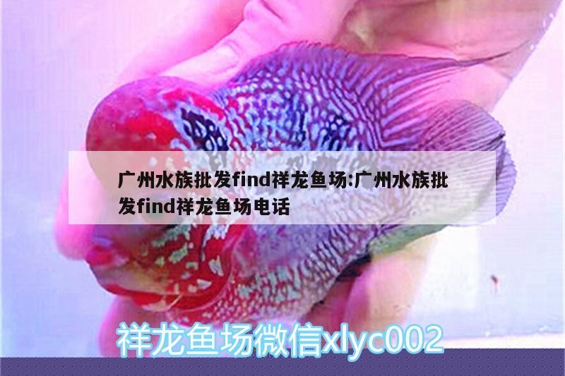 廣州水族批發find祥龍魚場:廣州水族批發find祥龍魚場電話