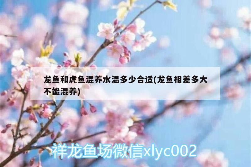 龍魚和虎魚混養水溫多少合適(龍魚相差多大不能混養) 龍魚和虎魚混養水溫多少合適(龍魚相差多大不能混養) 虎魚百科