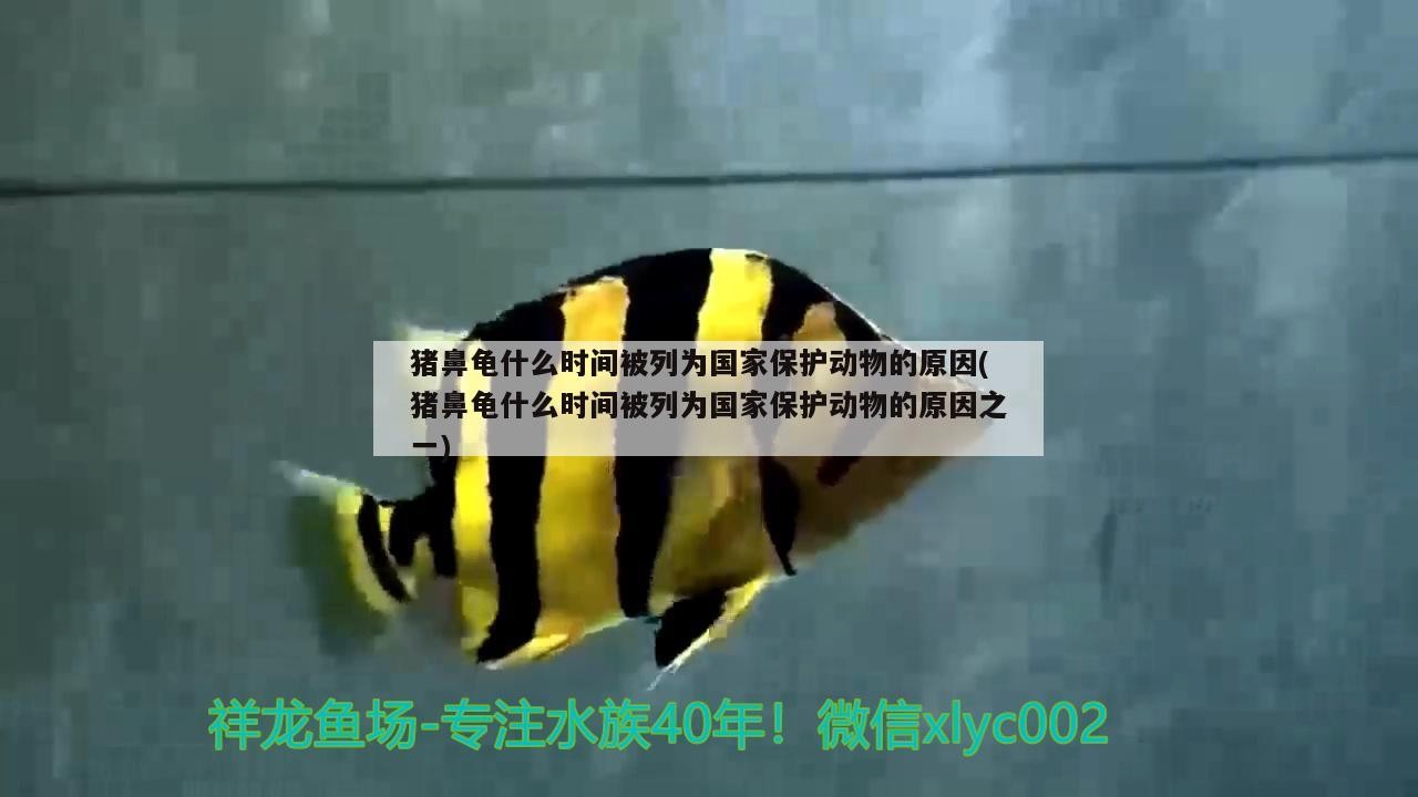 豬鼻龜什么時間被列為國家保護動物的原因(豬鼻龜什么時間被列為國家保護動物的原因之一)