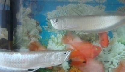 什么紅龍魚最好看：最漂亮的紅龍魚品種詳細信息：辣椒紅龍、橙紅龍、過背金龍 什么紅龍魚最好看：最漂亮的紅龍魚品種詳細信息：辣椒紅龍、橙紅龍、過背金龍 紅龍魚百科 第5張