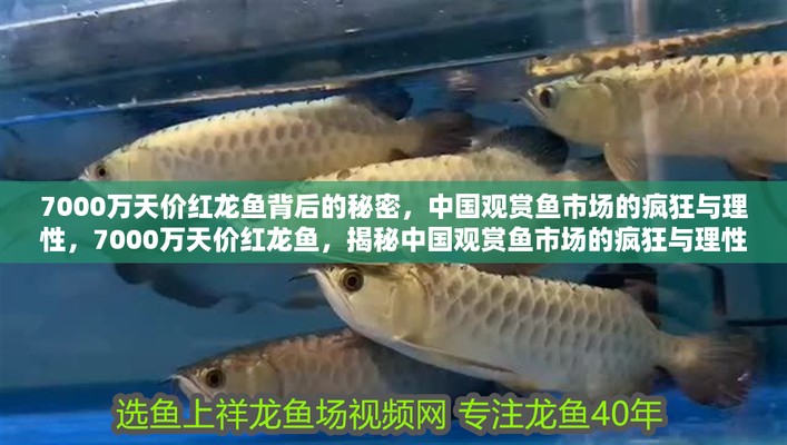 漳州紅龍魚價格2688貴嗎？ 漳州紅龍魚價格2688貴嗎？ 紅龍魚百科 第4張