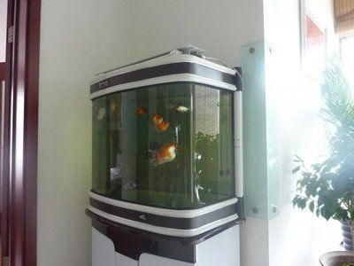 大件魚缸運費多少：大件魚缸搬運服務 大件魚缸運費多少：大件魚缸搬運服務 魚缸百科 第4張