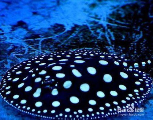 純血皇冠黑白魟魚的社交行為，關于純血皇冠黑白魟魚的社交行為 純血皇冠黑白魟魚的社交行為，關于純血皇冠黑白魟魚的社交行為 魟魚百科 第2張
