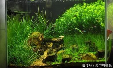 不怕冷的魚缸水草怎么養：如何養護不怕冷的魚缸水草