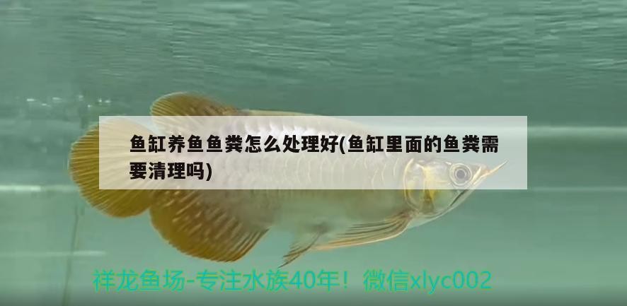 魚缸養魚魚糞怎么處理好(魚缸里面的魚糞需要清理嗎)