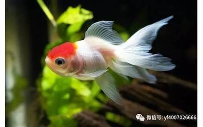 魚缸淡水魚需要加鹽嗎（魚缸淡水魚需要加鹽嗎視頻）