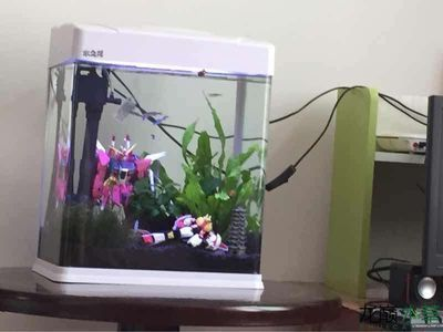 郴州魚缸銷售電話號(hào)碼多少號(hào)（郴州魚缸銷售電話號(hào)碼多少號(hào)啊）