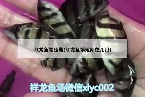 水族館推薦的魟魚飼料品牌，水族館推薦的魟魚飼料品牌包括哪些
