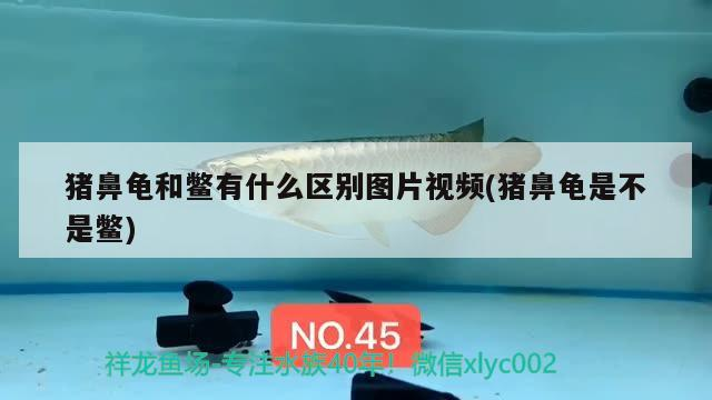 豬鼻龜和鱉有什么區(qū)別圖片視頻(豬鼻龜是不是鱉)