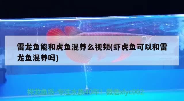雷龍魚(yú)能和虎魚(yú)混養(yǎng)么視頻(蝦虎魚(yú)可以和雷龍魚(yú)混養(yǎng)嗎) 雷龍魚(yú)能和虎魚(yú)混養(yǎng)么視頻(蝦虎魚(yú)可以和雷龍魚(yú)混養(yǎng)嗎) 虎魚(yú)百科