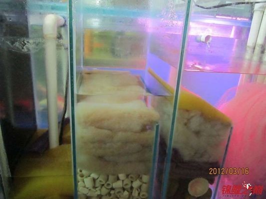 側濾魚缸如何實現干濕分離狀態視頻：側濾魚缸如何實現干濕分離 側濾魚缸如何實現干濕分離狀態視頻：側濾魚缸如何實現干濕分離 魚缸百科 第1張