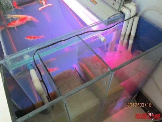 側濾魚缸如何實現干濕分離狀態視頻：側濾魚缸如何實現干濕分離 側濾魚缸如何實現干濕分離狀態視頻：側濾魚缸如何實現干濕分離 魚缸百科 第3張