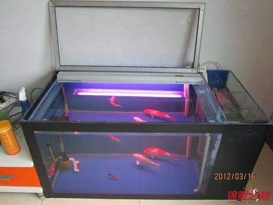 側濾魚缸如何實現干濕分離狀態視頻：側濾魚缸如何實現干濕分離 側濾魚缸如何實現干濕分離狀態視頻：側濾魚缸如何實現干濕分離 魚缸百科 第4張