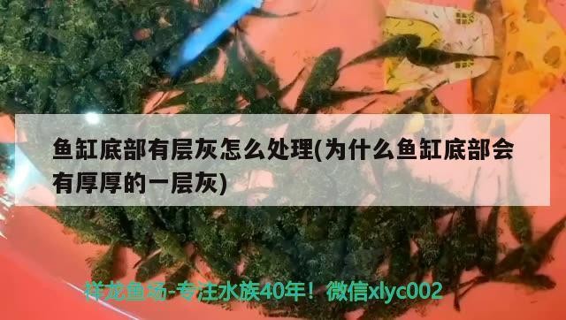 魚缸過濾器選購指南:自制魚缸過濾器魚缸上置過濾器對于養魚愛好者的必備知識 魚缸底部有層灰怎么處理(為什么魚缸底部會有厚厚的一層灰) 魟魚百科 魚缸底部有層灰怎么處理(為什么魚缸底部會有厚厚的一層灰) 魚缸底部有層灰怎么處理(為什么魚缸底部會有厚厚的一層灰) 魟魚百科