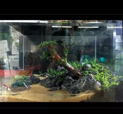 純凈水桶魚缸制作方法：自制純凈水桶魚缸
