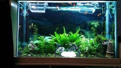 純凈水桶魚缸制作方法：自制純凈水桶魚缸
