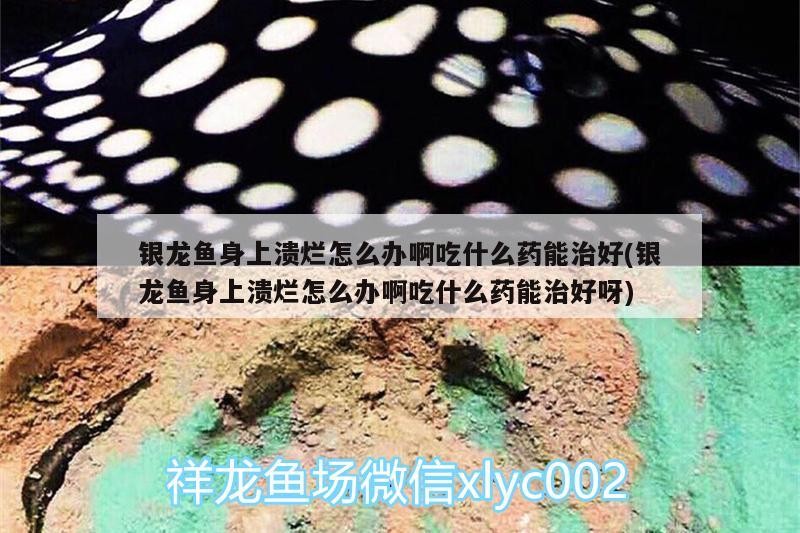 銀龍魚(yú)身上潰爛怎么辦啊吃什么藥能治好(銀龍魚(yú)身上潰爛怎么辦啊吃什么藥能治好呀)