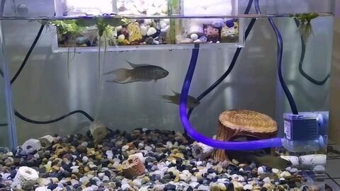 斗魚魚缸怎么布置好看：斗魚缸的生活習性和布置