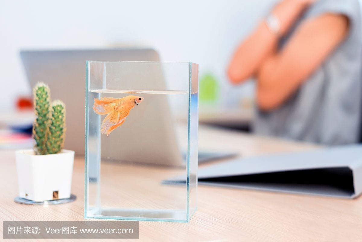 斗魚魚缸怎么布置好看：斗魚缸的生活習性和布置