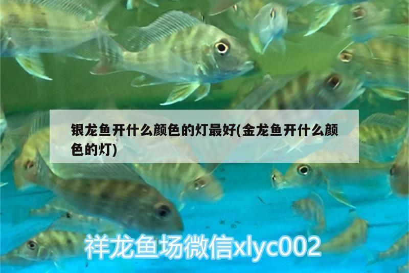 銀龍魚開什么顏色的燈最好(金龍魚開什么顏色的燈)