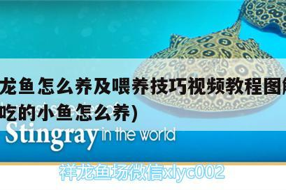 小銀龍魚怎么養及喂養技巧視頻教程圖解(銀龍魚吃的小魚怎么養)
