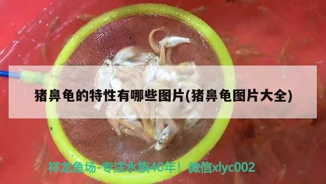 豬鼻龜的特性有哪些圖片(豬鼻龜圖片大全)