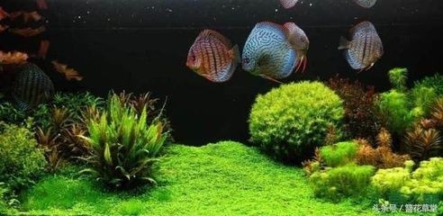 成品魚(yú)缸上濾改造草缸：如何將成品魚(yú)缸改造為草缸