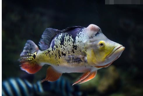 帝王魟魚合法購買渠道查詢，帝王魟魚合法購買渠道