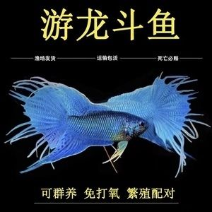 帝王魟魚合法購買渠道查詢，帝王魟魚合法購買渠道