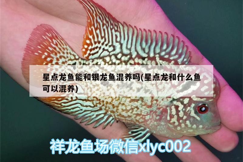 星點龍魚能和銀龍魚混養嗎(星點龍和什么魚可以混養) 星點龍魚能和銀龍魚混養嗎(星點龍和什么魚可以混養) 銀龍魚百科