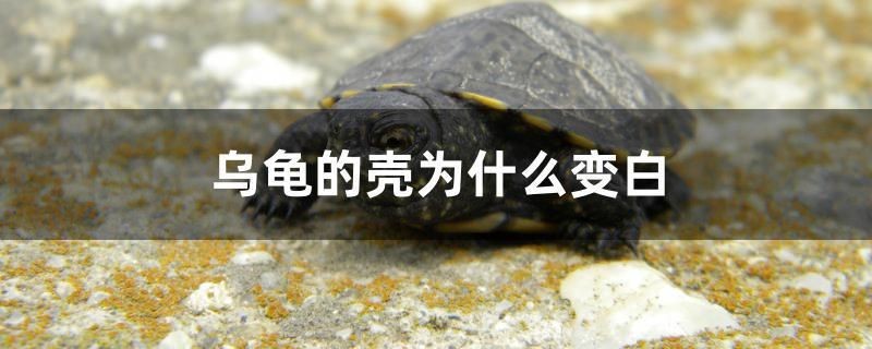 烏龜的殼為什么變白
