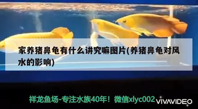 家養(yǎng)豬鼻龜有什么講究嘛圖片(養(yǎng)豬鼻龜對風水的影響)