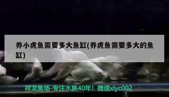 養(yǎng)小虎魚需要多大魚缸(養(yǎng)虎魚需要多大的魚缸)