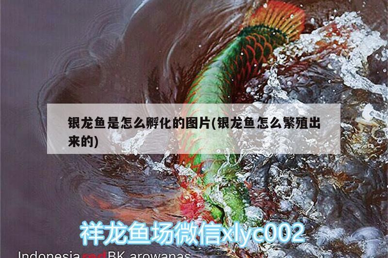銀龍魚是怎么孵化的圖片(銀龍魚怎么繁殖出來的)
