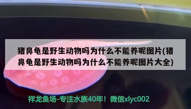 豬鼻龜是野生動物嗎為什么不能養呢圖片(豬鼻龜是野生動物嗎為什么不能養呢圖片大全)