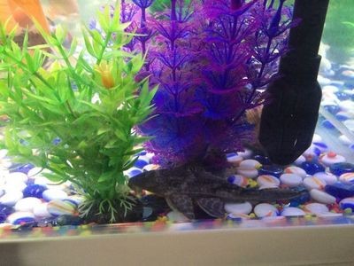 養錦鯉用多大尺寸的魚缸合適,1.2米魚缸養什么魚最好1米5的魚缸養什么魚最好 觀賞魚百科 第1張 養錦鯉用多大尺寸的魚缸合適,1.2米魚缸養什么魚最好1米5的魚缸養什么魚最好 養錦鯉用多大尺寸的魚缸合適,1.2米魚缸養什么魚最好1米5的魚缸養什么魚最好 觀賞魚百科 第1張