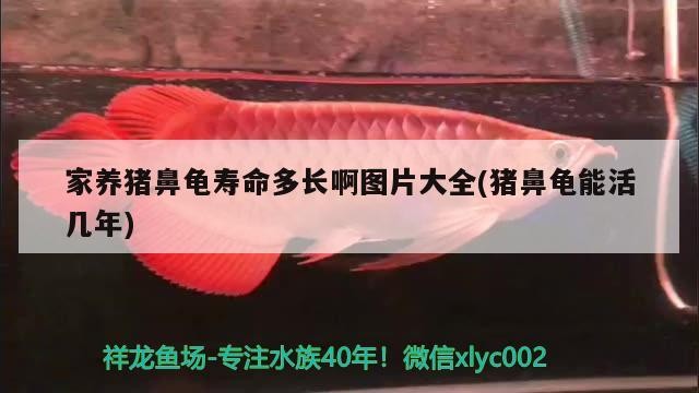 家養豬鼻龜壽命多長啊圖片大全(豬鼻龜能活幾年)