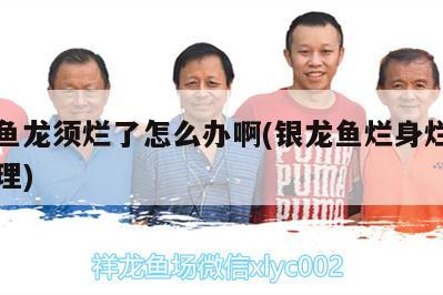 銀龍魚龍須爛了怎么辦啊(銀龍魚爛身爛須如何處理)
