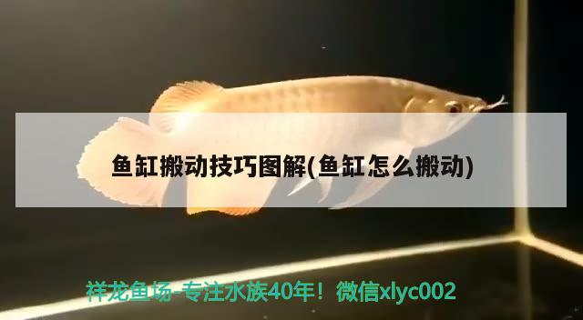 魚缸搬動技巧圖解(魚缸怎么搬動) 魚缸搬動技巧圖解(魚缸怎么搬動) 森森魚缸