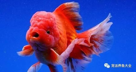 紅龍魚魚缸里能長多大的水草：紅龍魚魚缸水草生長規模