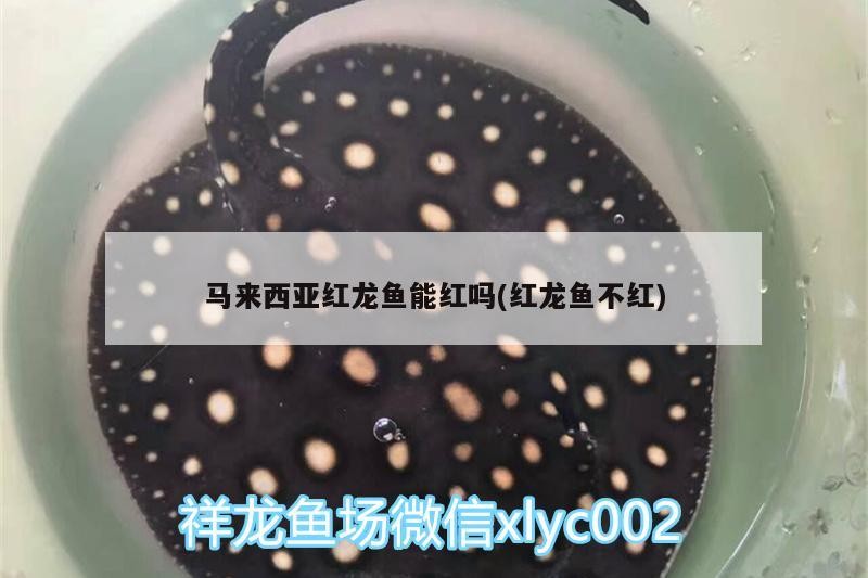 馬來西亞紅龍魚能紅嗎(紅龍魚不紅)