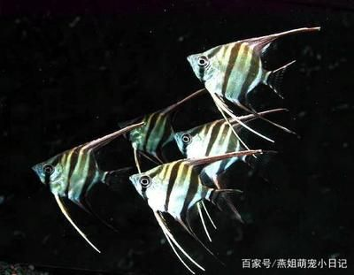 80魚缸養幾條秘魯神仙魚好：80的魚缸適合養2-3條成年秘魯神仙魚