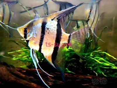 80魚缸養幾條秘魯神仙魚好：80的魚缸適合養2-3條成年秘魯神仙魚