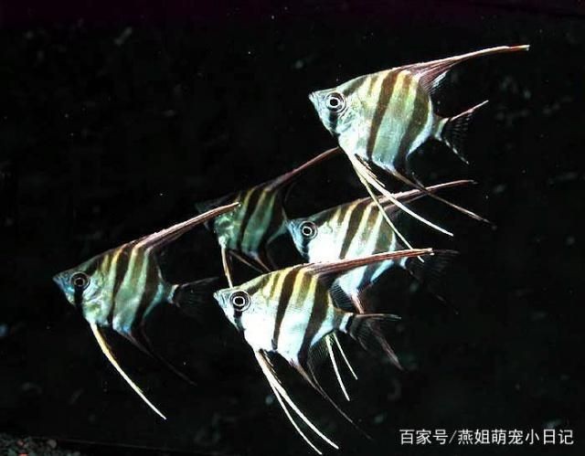 80魚缸養幾條秘魯神仙魚好：80的魚缸適合養2-3條成年秘魯神仙魚