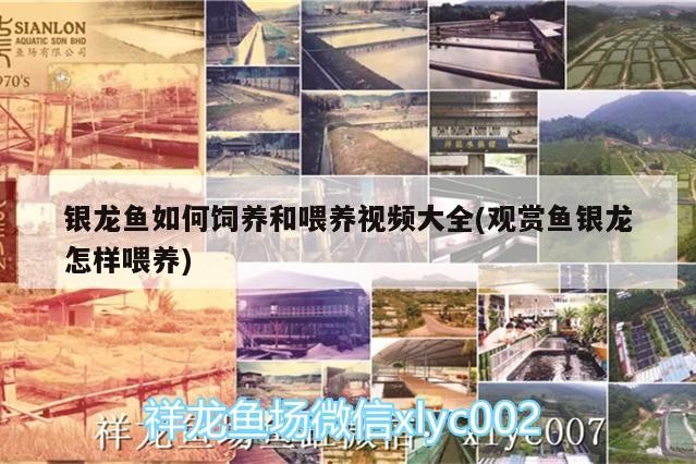 銀龍魚如何飼養和喂養視頻大全(觀賞魚銀龍怎樣喂養) 銀龍魚如何飼養和喂養視頻大全(觀賞魚銀龍怎樣喂養) 銀龍魚百科